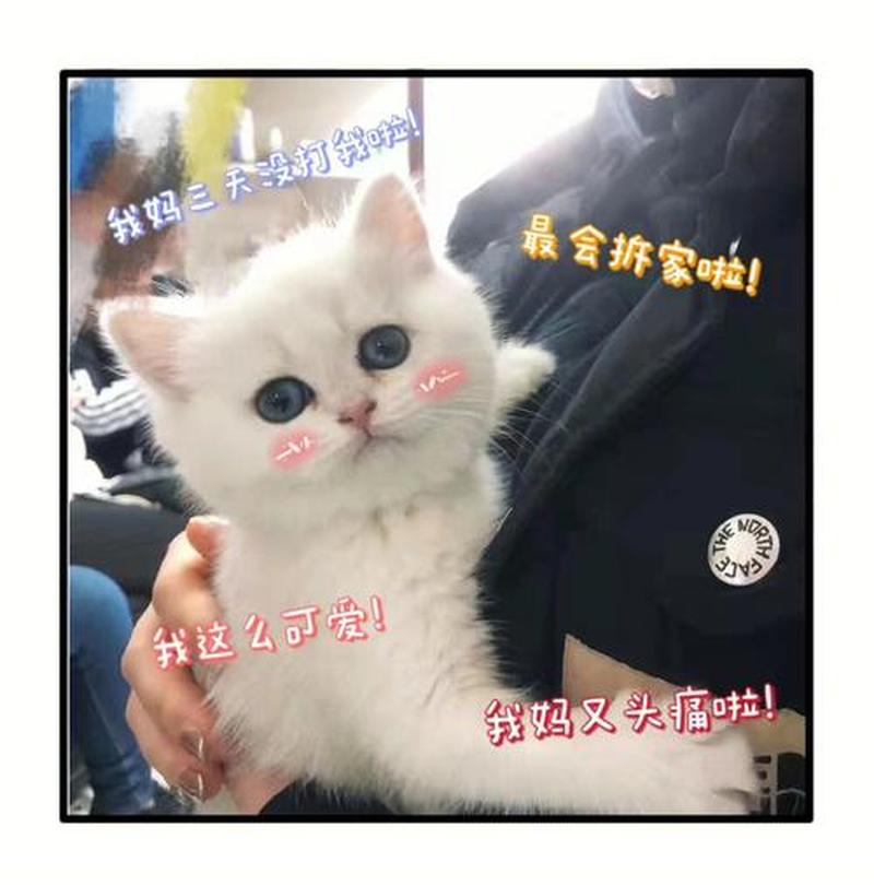 西安领养猫的机构(西安爱猫驿站：领养猫咪，传递温暖)-第1张图片-猫咪屋