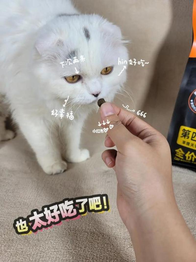 猫突然间食欲大增—中年喵咪食量暴涨之谜-第1张图片-猫咪屋