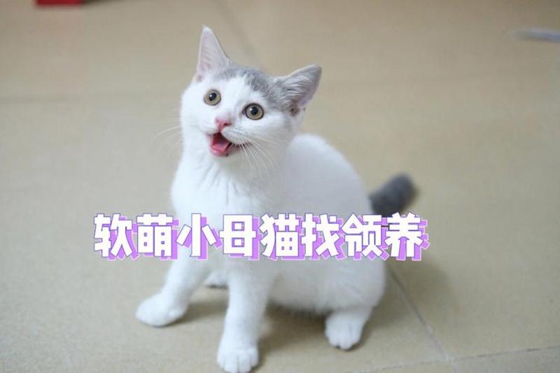 收养猫多大为好—领养猫咪年龄-第1张图片-猫咪屋