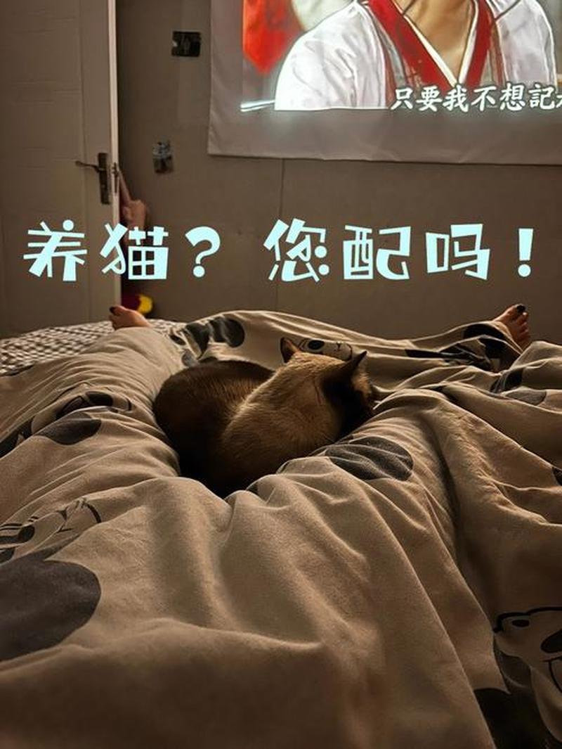 寄养猫的注意事项_寄养宠物猫-第1张图片-猫咪屋