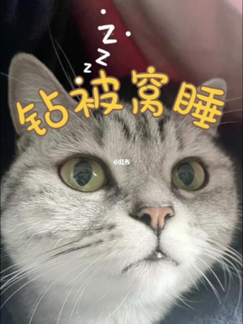 小猫晚上喂主人干什么_月夜猫咪安眠曲：晚安喂食哄睡大法-第1张图片-猫咪屋