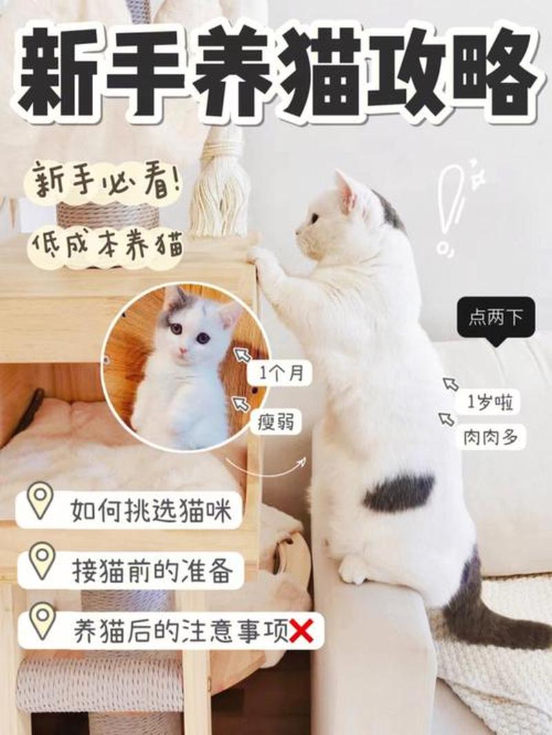 初学者养猫(初学养猫完全指南：新手铲屎官必备秘籍)-第1张图片-猫咪屋