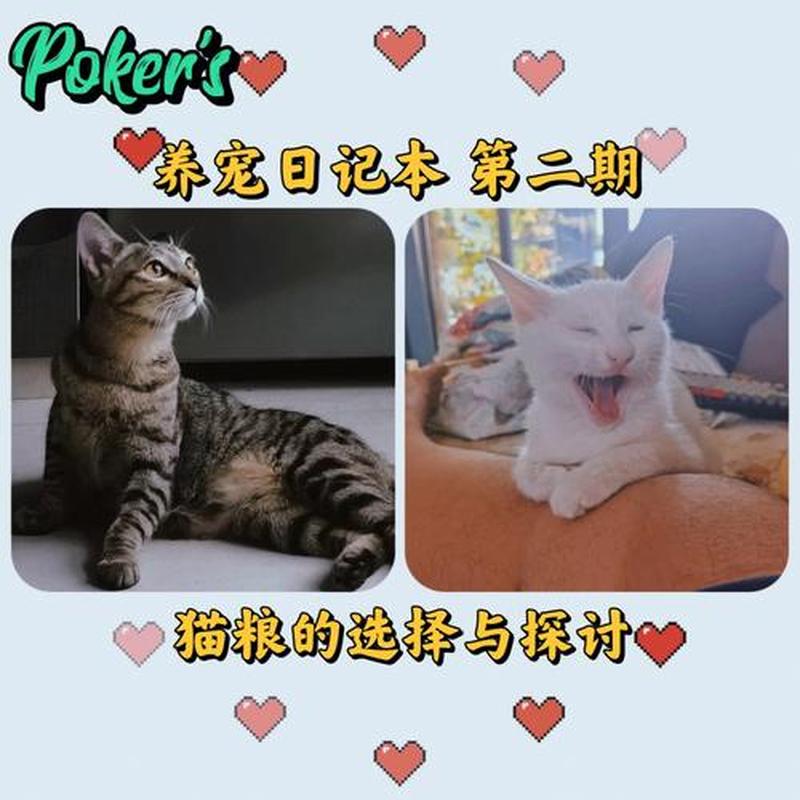 养猫会不会引起肺炎—养猫真的会导致肺炎？科学解答破解养宠迷思-第1张图片-猫咪屋