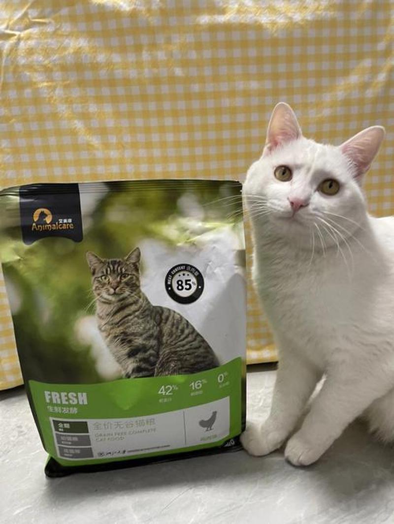 6个月猫咪喂幼猫粮吗(六个月的猫吃成猫粮吗)-第1张图片-猫咪屋