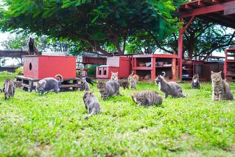 养猫体验馆_猫咪乐园：与毛茸茸伴侣的温暖时光-第1张图片-猫咪屋