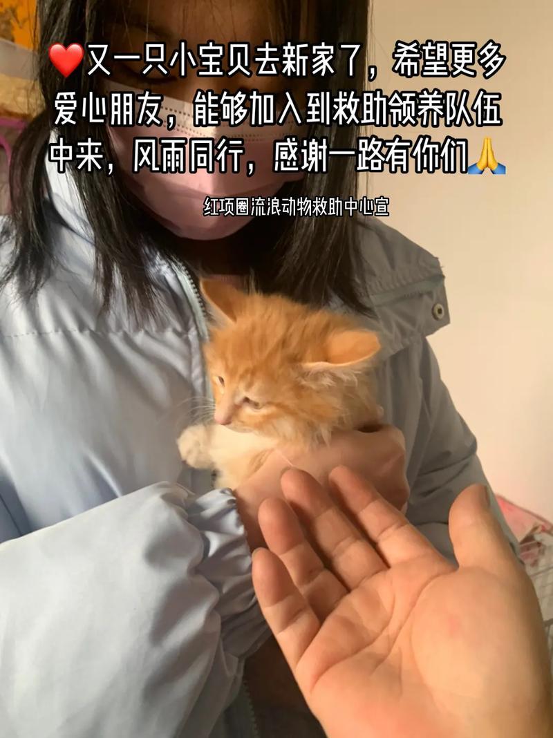 领养猫绝育(养绝育的猫好吗)-第1张图片-猫咪屋