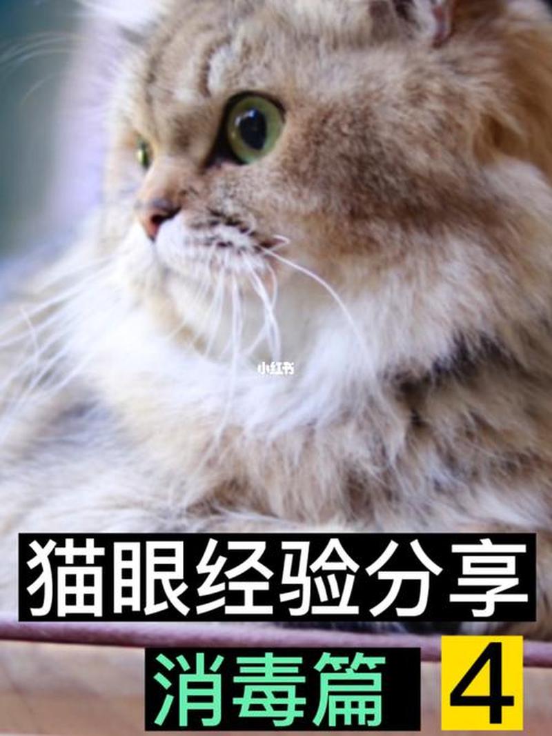 养猫眼睫毛痒(猫眼睫毛长)-第1张图片-猫咪屋