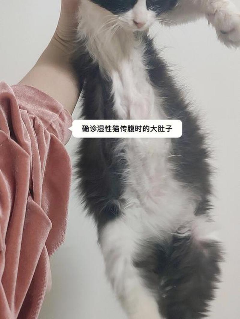 猫传腹死后会传染其他猫吗(猫传腹哀痛期后再次养猫的抉择与建议)-第1张图片-猫咪屋