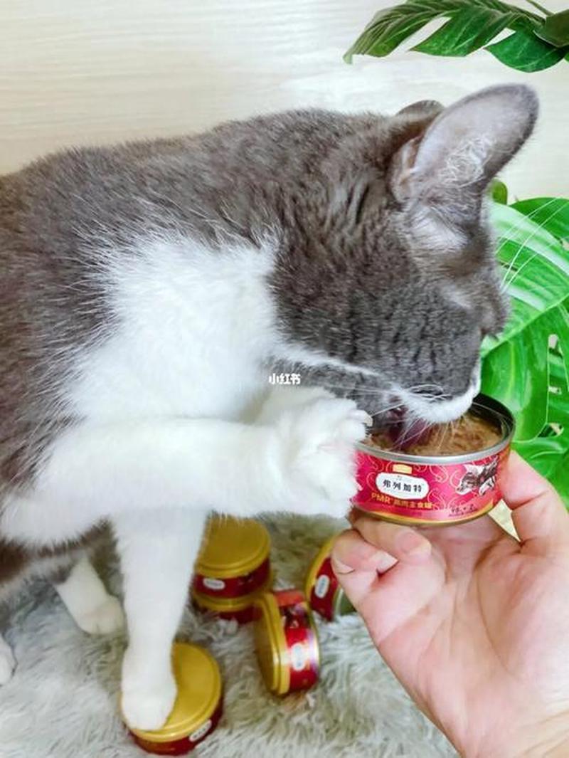 猫咪搬家后吃得很少_猫咪搬家后食欲不振的应对指南-第1张图片-猫咪屋