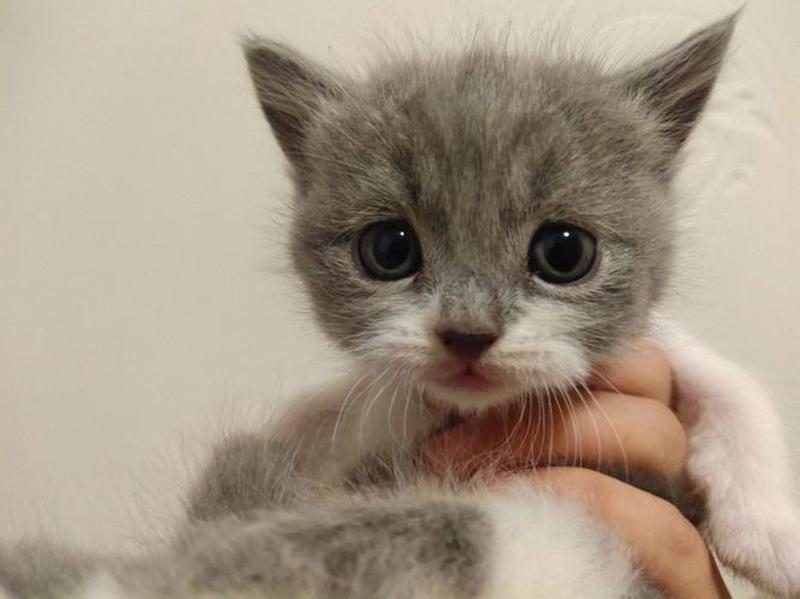 英短蓝猫饲养小窍门_英短蓝猫饲养全攻略：让你的小可爱健康快乐-第1张图片-猫咪屋