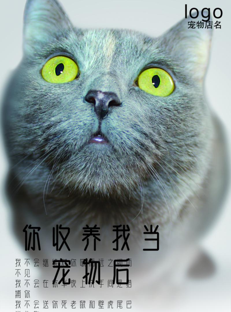 领养猫的的宣传—领养宠物猫文案-第1张图片-猫咪屋