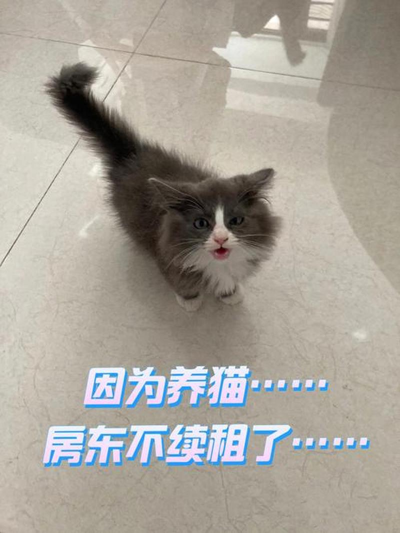 瞒着房东养猫—房东不准养猫偷偷养会被踢出去吗-第1张图片-猫咪屋