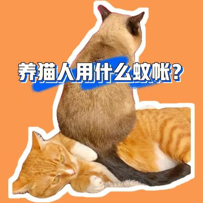 养猫要做哪些准备什么(养猫需要做些什么)-第1张图片-猫咪屋