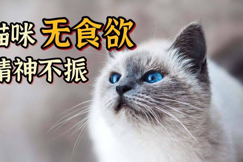 猫咪食欲下降吐了但很精神_猫咪食欲不佳，呕吐频仍却精神旺盛，背后原因竟是什么？-第1张图片-猫咪屋