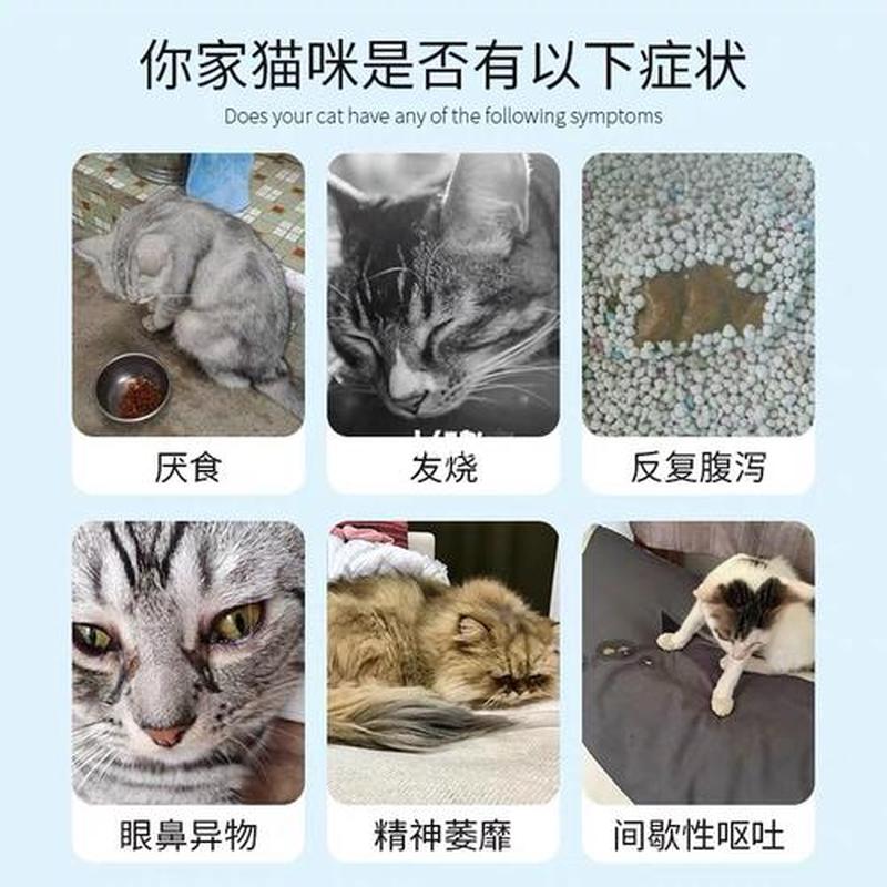 猫猫呕吐黄色水(猫咪黄水呕吐是猫瘟吗？别慌先了解这几个关键信息)-第1张图片-猫咪屋