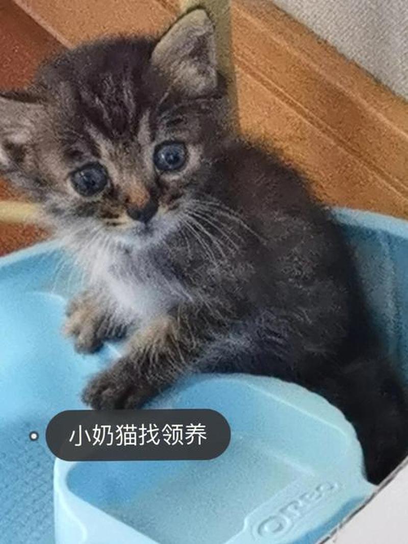 领养猫河南—温暖的怀抱，猫咪新家园：中原领养猫-第1张图片-猫咪屋