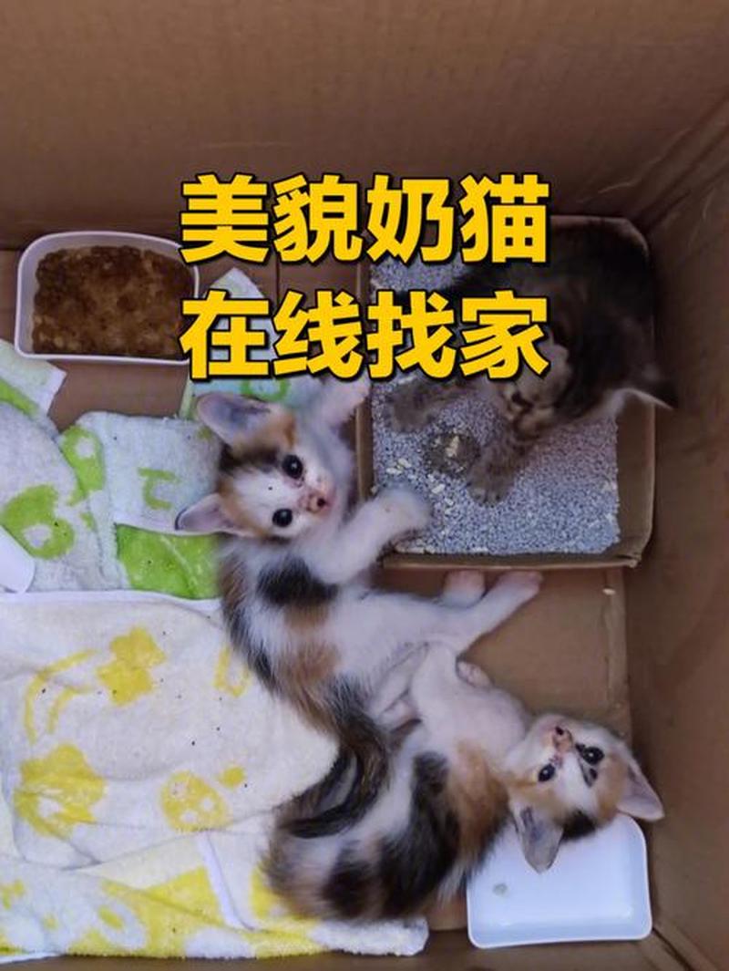 天津领养猫贴吧—天津无偿领养小猫咪，给毛孩子一个温暖的家-第1张图片-猫咪屋