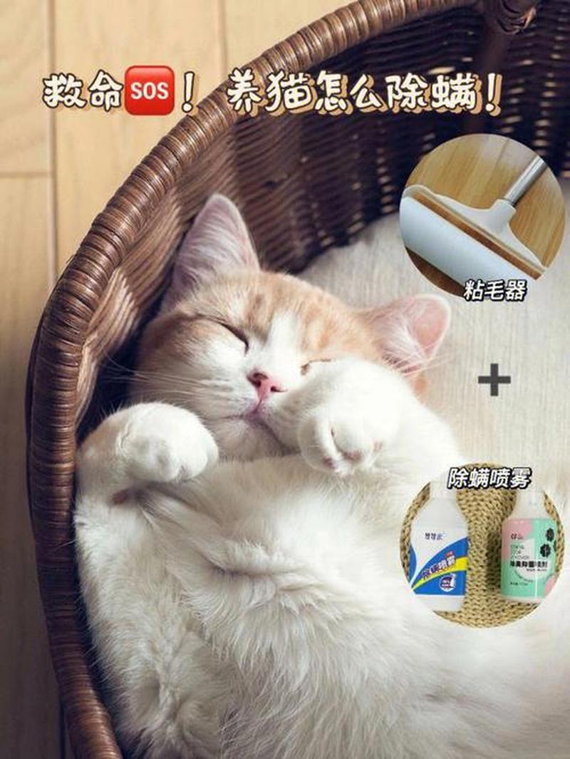 养猫养出鼻炎(居家爱猫鼻炎困扰怎么破)-第1张图片-猫咪屋