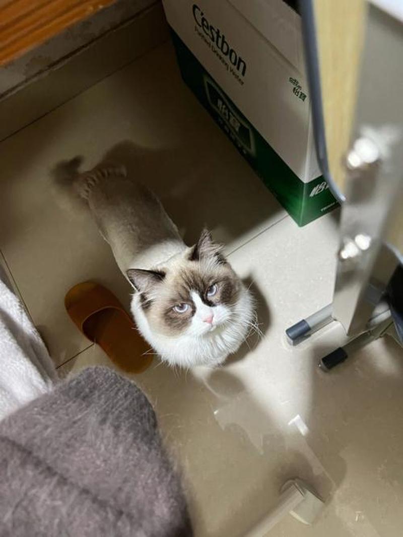 上班怎么没时间养猫_朝九晚五，猫奴生涯遥不可及-第1张图片-猫咪屋