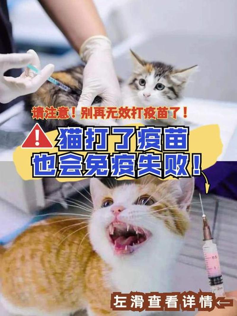 养猫打育苗贵吗_养猫要打哪些针 多少钱-第1张图片-猫咪屋