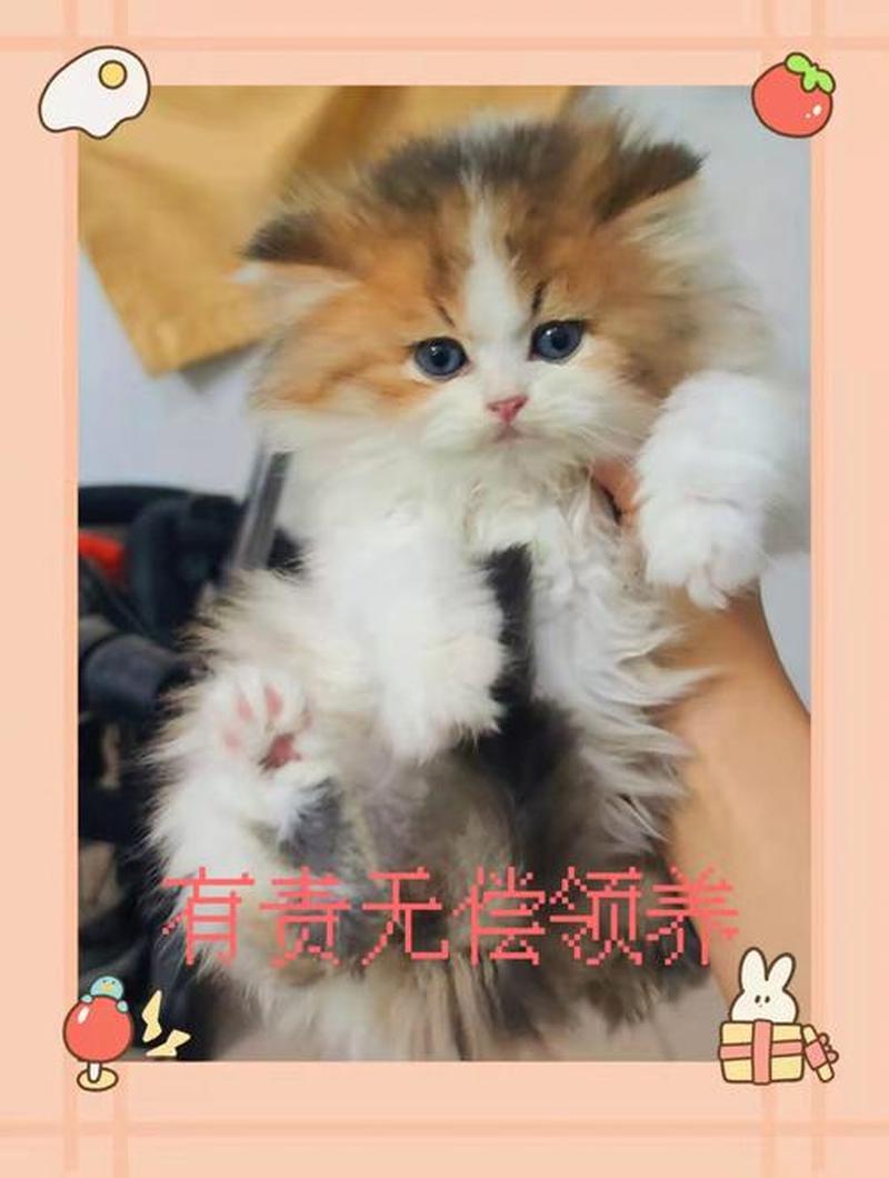 一般去哪领养猫_揭秘理想领养猫猫的去处，为你打开爱的毛茸茸大门-第1张图片-猫咪屋