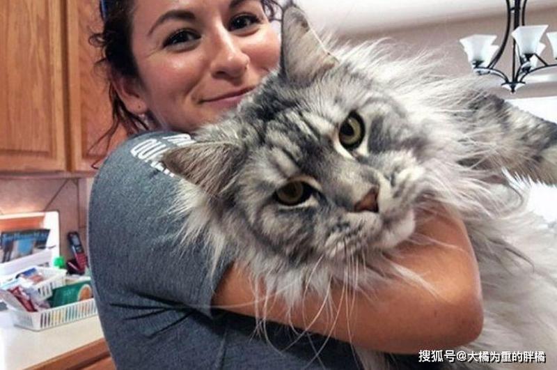 缅因猫喂老鼠_缅因猫：老鼠猎手，毛茸茸的捕鼠达人-第1张图片-猫咪屋