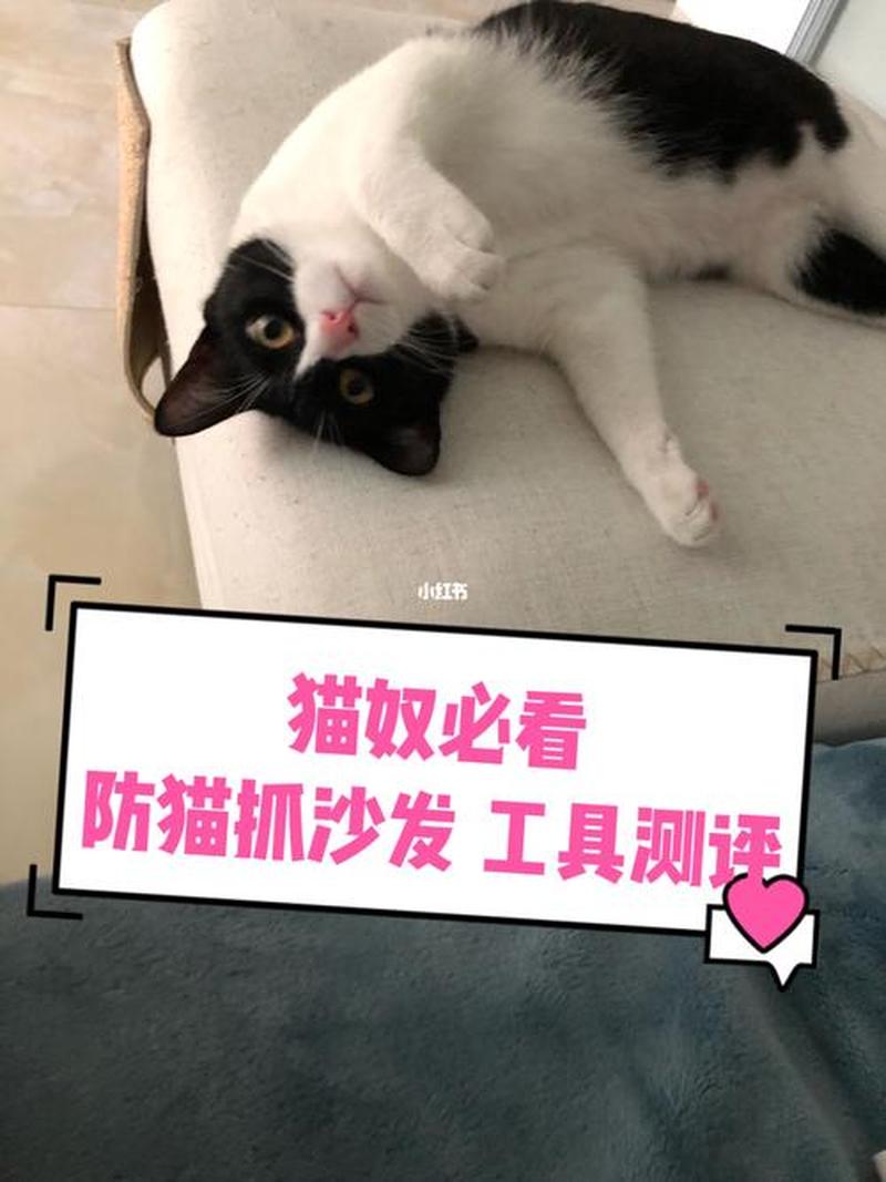 养猫不可避免被猫抓_萌宠安全有保障：养猫双手免抓伤-第1张图片-猫咪屋