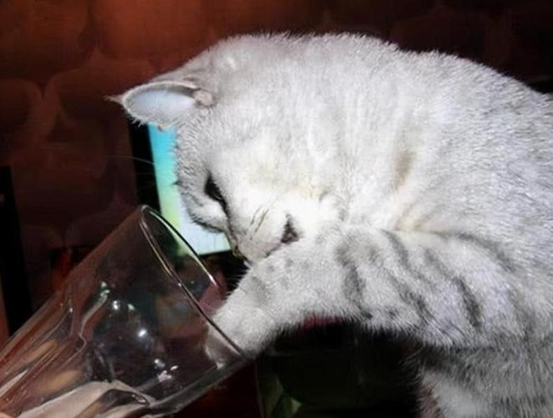 猫咪夏天食欲差喝水少(猫食欲下降喝水增多)-第1张图片-猫咪屋