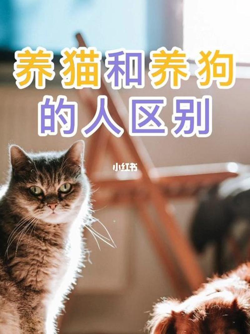 养猫狗花费(养猫一个月花多少钱)-第1张图片-猫咪屋