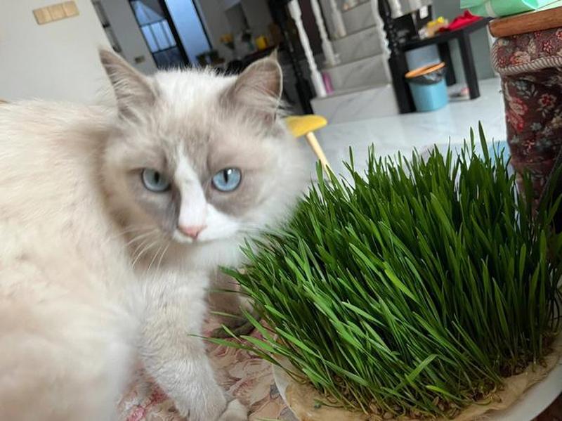 多大猫咪能喂猫草_多大猫只可喂食猫草，守护猫咪健康-第1张图片-猫咪屋