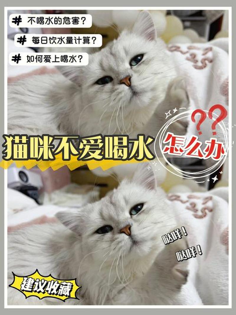 养猫后拉肚子_猫咪拉肚子困扰多，萌宠健康需呵护-第1张图片-猫咪屋