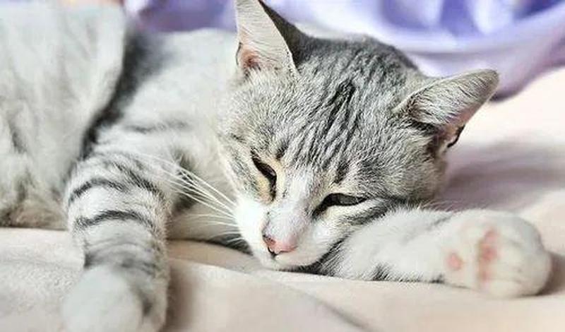 猫食欲下降爱睡觉—猫儿食欲减 嗜睡症难熬-第1张图片-猫咪屋