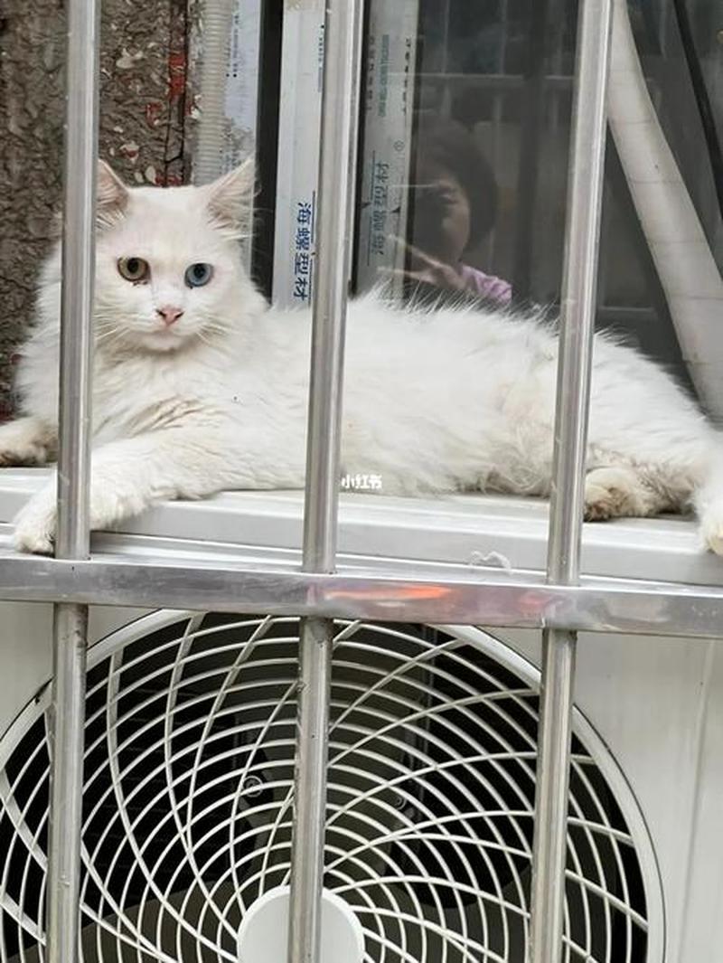 领养猫的平台临沂—临清领养猫-第1张图片-猫咪屋