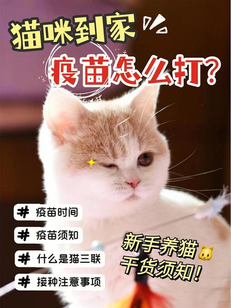 养猫咪多久打一次疫苗—养护爱猫，疫苗接种频率指南-第1张图片-猫咪屋