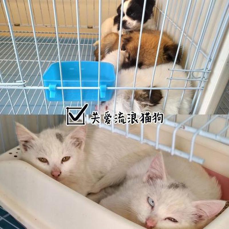 潍坊领养猫中心(潍坊领狗去哪里)-第1张图片-猫咪屋