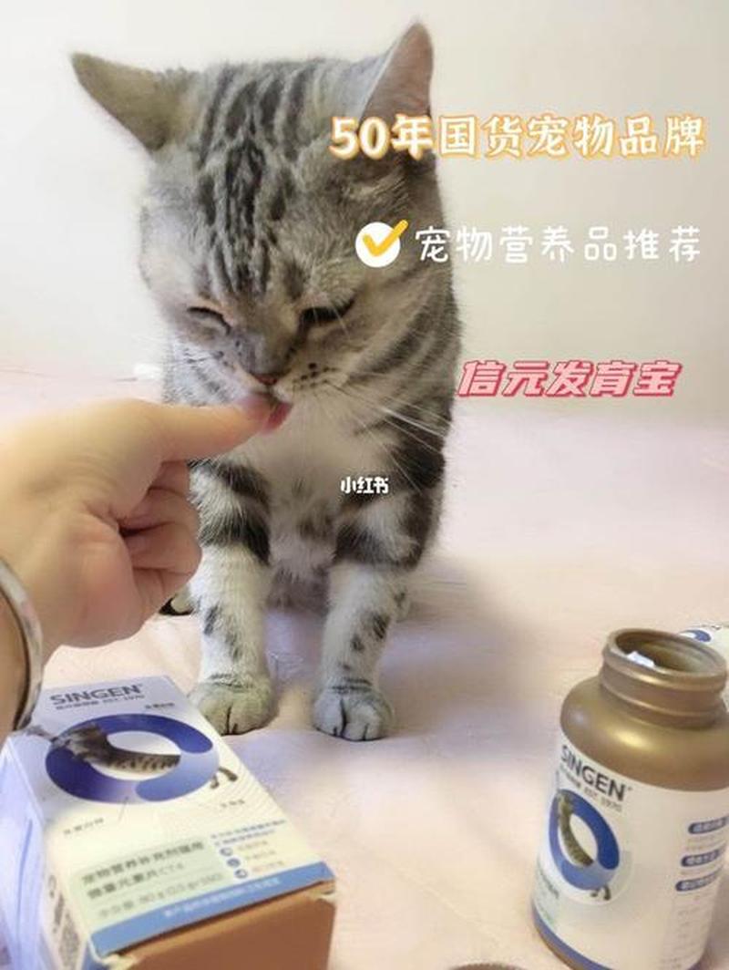 猫咪怀孕需要控制饮食么(猫孕期进补指南：营养需求大揭秘)-第1张图片-猫咪屋