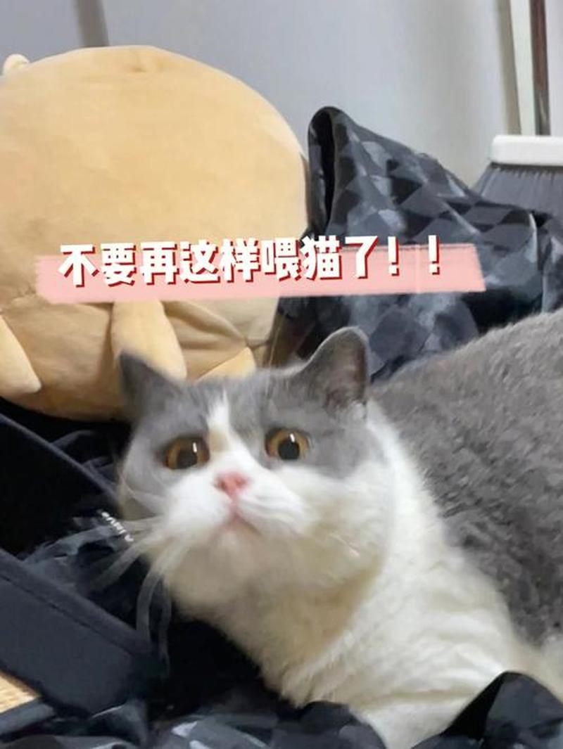 什么时候跟猫喂零食_爱猫有度零食有律：把握更佳喂食时机-第1张图片-猫咪屋