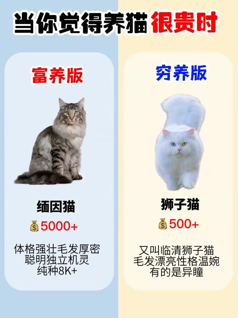 养猫哪个更便宜—养猫哪个好-第1张图片-猫咪屋