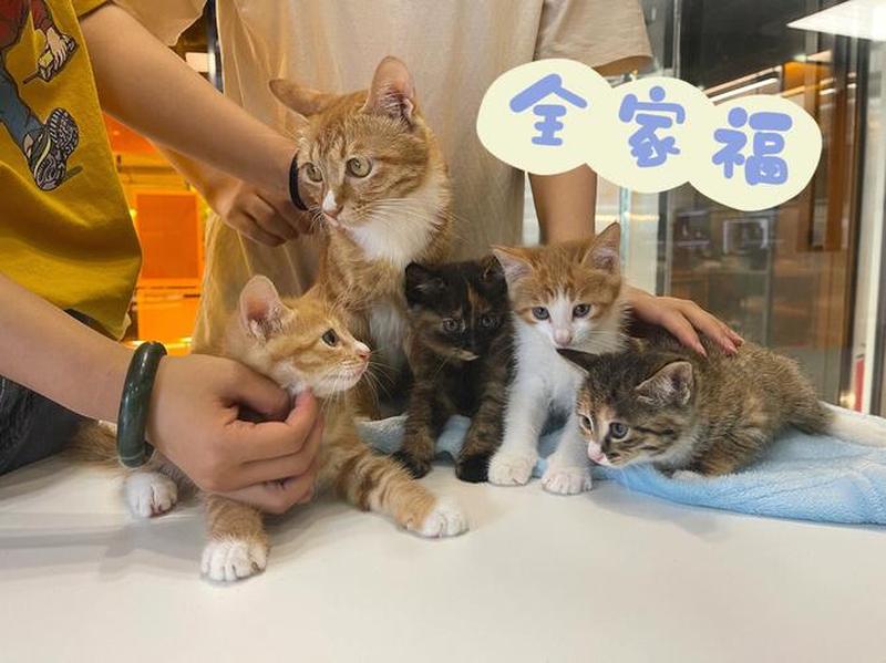 南昌领养猫(探索江西寻觅爱宠之路：领养猫咪温暖你心)-第1张图片-猫咪屋