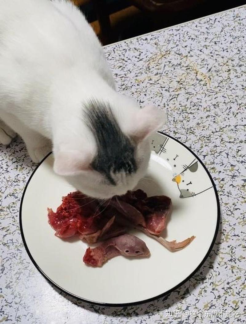 猫喂什么生肉(猫喂什么生肉好)-第1张图片-猫咪屋