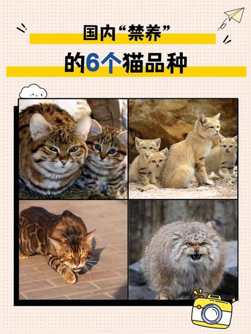 养猫需要买的—养猫都要买啥-第1张图片-猫咪屋