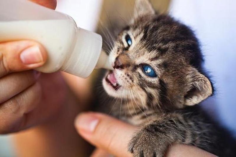 猫中毒喂牛奶解毒吗(猫中毒了可以喝些羊奶稀释吗)-第1张图片-猫咪屋