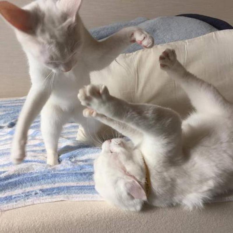 猫抱着你的手又咬又蹬又舔(猫爪出击：咬咬蹬蹬，与萌主亲密互动)-第1张图片-猫咪屋