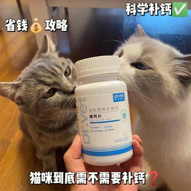 怎么喂猫吃钙片好—猫咪补钙妙招：巧解喂食钙片难题-第1张图片-猫咪屋