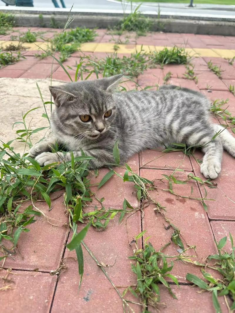 连云港领养猫_【连云港宠物领养连云港宠物赠送】-第1张图片-猫咪屋