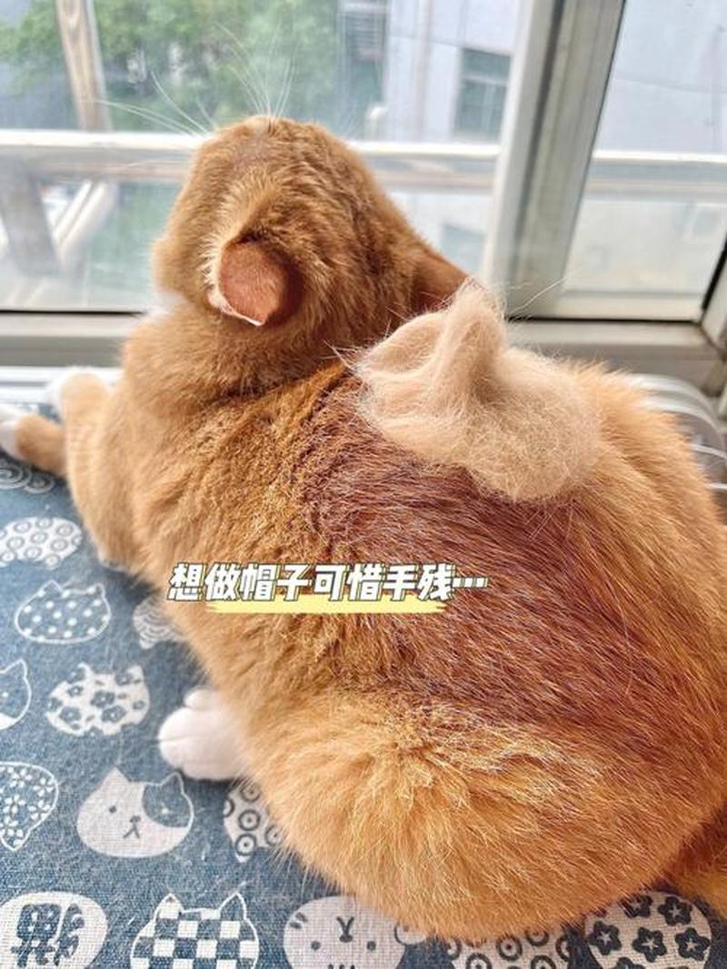 养猫掉毛吗_养猫掉毛怎么办 贴吧-第1张图片-猫咪屋