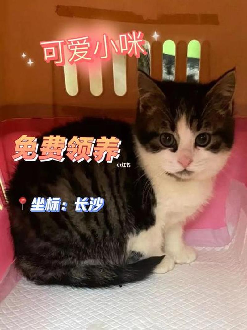 长沙哪里可以领养猫—长沙在哪里可以领养猫咪-第1张图片-猫咪屋