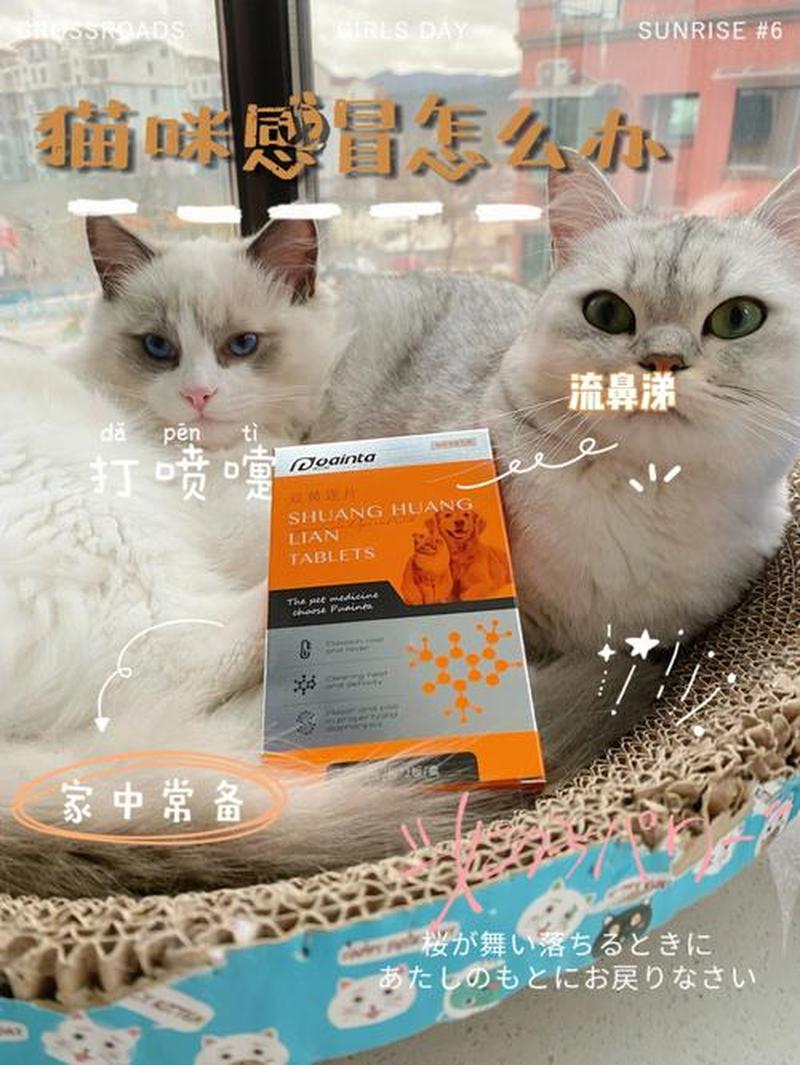 给猫喂感冒药一天几次(猫咪感冒药喂过量了怎么办)-第1张图片-猫咪屋