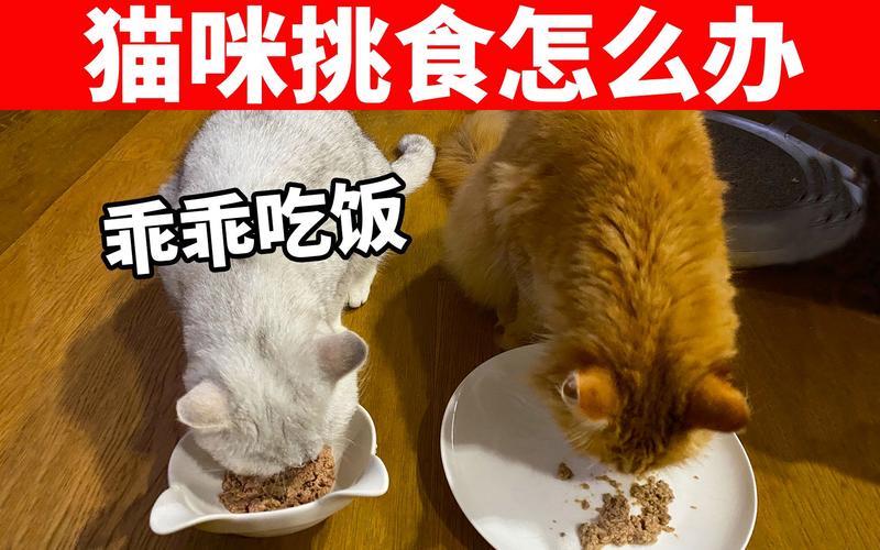 猫怎样喂更好—猫咪应该怎么喂-第1张图片-猫咪屋