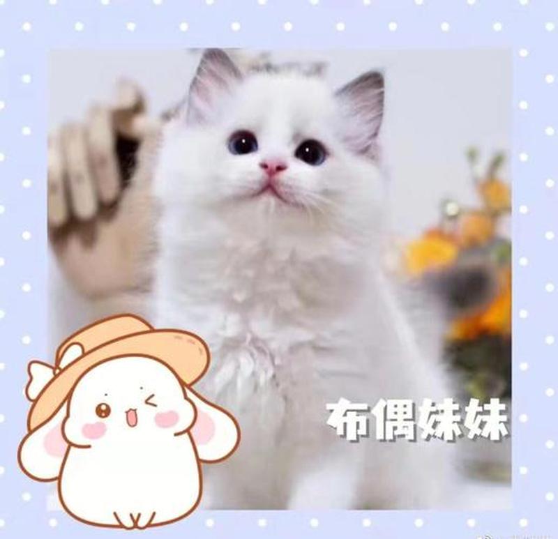 深圳宠物猫免费领养—深圳邂逅喵缘：免费领养猫的天堂-第1张图片-猫咪屋